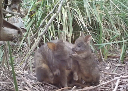 Pademelon play time